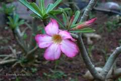 Adenium obesum